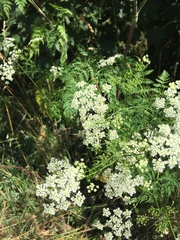 Chaerophyllum bulbosum