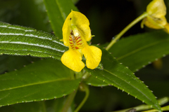 Impatiens dalzellii