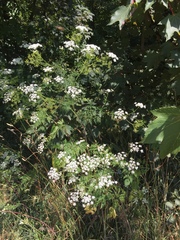 Chaerophyllum bulbosum