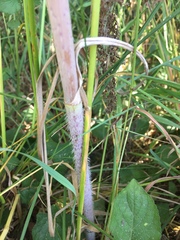 Chaerophyllum bulbosum
