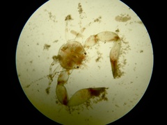 Polyonyx gibbesi