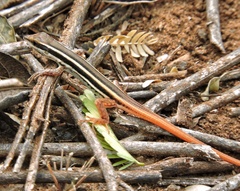 Ophisops leschenaultii