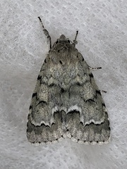 Acronicta innotata