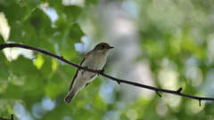 Ficedula hypoleuca