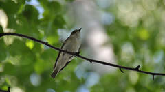 Ficedula hypoleuca