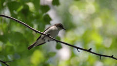 Ficedula hypoleuca