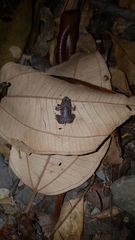 Gastrophryne elegans