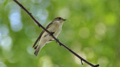 Ficedula hypoleuca