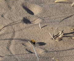 Dasymutilla arenivaga