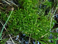 Sphagnum fallax