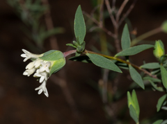 Pimelea stricta