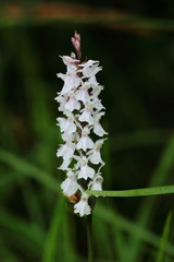 Dactylorhiza maculata ericetorum