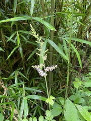 Astilbe microphylla