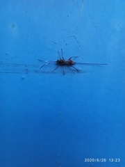 Hymenoptera