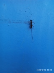 Hymenoptera