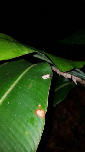 Tlalocohyla picta