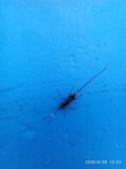 Hymenoptera