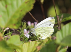 Pieris napi