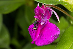 Impatiens lawii