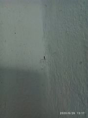 Araneae