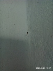 Araneae