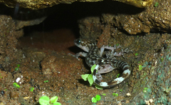 Khasi Hills Bent-Toed Gecko photo 2