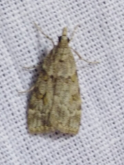 Scoparia subfusca