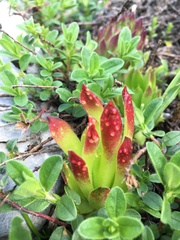 Endophyllum sempervivi