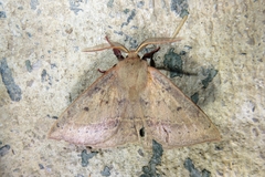 Anthela repleta