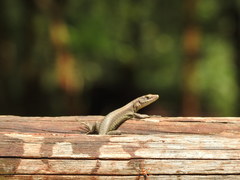 Adolfus kibonotensis