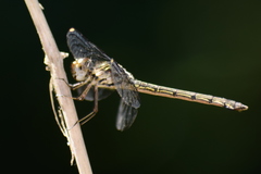 Cratilla lineata