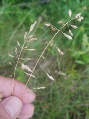 Poa pratensis