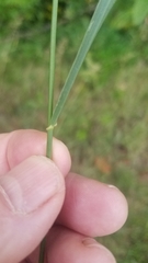 Poa pratensis