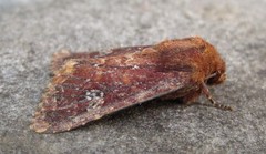 Sideridis congermana