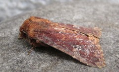 Sideridis congermana