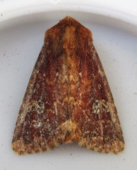 Sideridis congermana