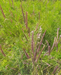 Hordeum brevisubulatum