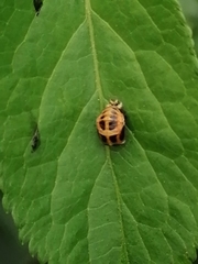 Harmonia axyridis