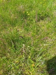 Hordeum brevisubulatum