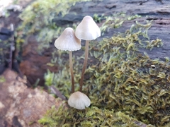 Mycena austrofilopes