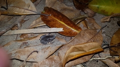 Gastrophryne elegans