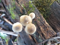 Mycena austrofilopes