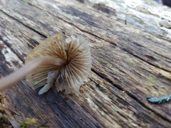 Mycena austrofilopes