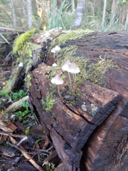 Mycena austrofilopes