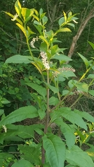 Phytolacca americana