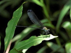 Psolodesmus mandarinus