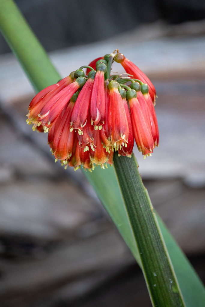 Clivia nobilis — an easy houseplant, prefers partial sun light