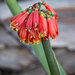 Clivia nobilis - Photo (c) Gareth Yearsley,  זכויות יוצרים חלקיות (CC BY-NC)