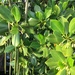 Spotted Mangrove - Photo (c) Mei-lien Hsu, some rights reserved (CC BY-NC), uploaded by Mei-lien Hsu