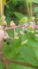 Phytolacca americana